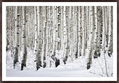 First Snow on Guardsman Pass 80 x 54